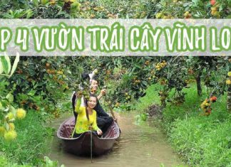 Tổng hợp danh sách các vườn trái cây gần cầu Mỹ Thuận – Vĩnh Long Tổng hợp danh sách các vườn trái cây gần cầu Mỹ Thuận - Vĩnh Long